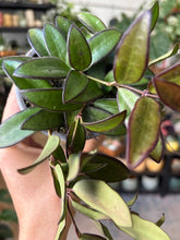 Kép betöltése a galériamegjelenítőbe: Hoya rosita 9cm - Viaszvirág - Wax plant
