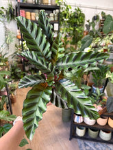 Kép betöltése a galériamegjelenítőbe: Calathea gandersii 11cm
