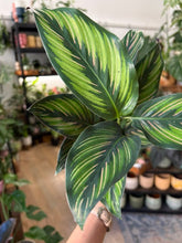 Kép betöltése a galériamegjelenítőbe: Calathea ornata "Beauty star" 9cm - Zebralevél
