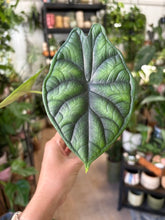 Kép betöltése a galériamegjelenítőbe: Alocasia "Dragon scale" 6cm

