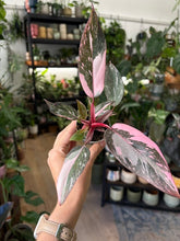 Kép betöltése a galériamegjelenítőbe: Philodendron "Pink princess marble" 6cm
