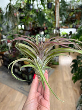 Kép betöltése a galériamegjelenítőbe: Tillandsia &quot;Eric Knobloch&quot; - Air plant
