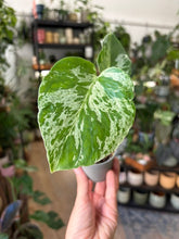 Kép betöltése a galériamegjelenítőbe: Monstera deliciosa "Bulbasaur" 6cm
