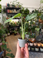 Kép betöltése a galériamegjelenítőbe: Monstera deliciosa "Bulbasaur" 6cm
