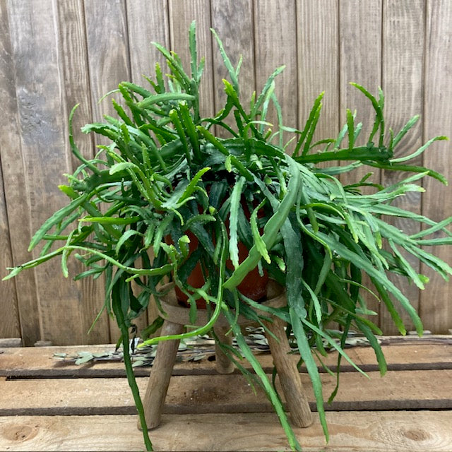 Lepismium bolivianum - Bolíviai csüngőkaktusz - Forest Cactus - Tropical Home 