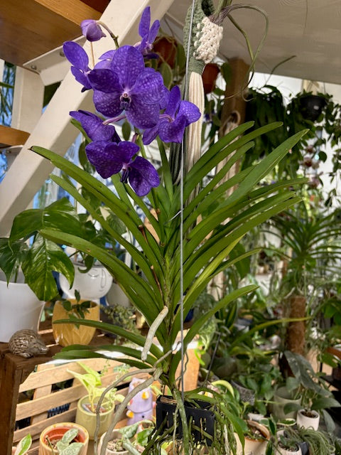 Vanda - Pártáskosbor - Lila