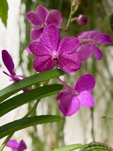 Kép betöltése a galériamegjelenítőbe: Vanda - Pártáskosbor - Magenta
