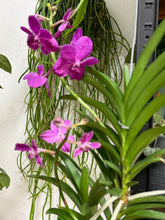 Kép betöltése a galériamegjelenítőbe: Vanda - Pártáskosbor - Magenta
