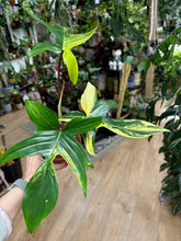 Kép betöltése a galériamegjelenítőbe: Philodendron florida beauty 1.
