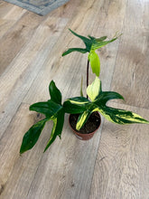 Kép betöltése a galériamegjelenítőbe: Philodendron florida beauty 1.
