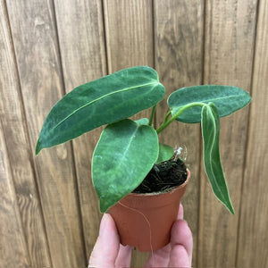 Anthurium warocqueanum - Tropical Home 