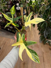 Kép betöltése a galériamegjelenítőbe: Philodendron florida beauty 2.
