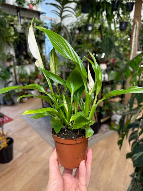 Spathiphyllum 