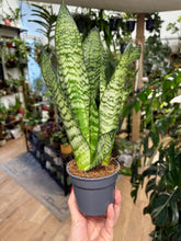 Kép betöltése a galériamegjelenítőbe: Sansevieria zeylanica 9cm - Anyósnyelv
