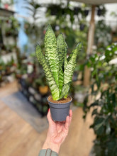 Kép betöltése a galériamegjelenítőbe: Sansevieria zeylanica 9cm - Anyósnyelv
