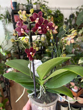 Kép betöltése a galériamegjelenítőbe: Phalaenopsis "Esmee"- Lepkeorchidea
