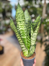 Kép betöltése a galériamegjelenítőbe: Sansevieria zeylanica 9cm - Anyósnyelv
