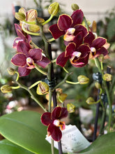 Kép betöltése a galériamegjelenítőbe: Phalaenopsis "Esmee"- Lepkeorchidea
