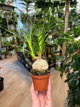 Kép betöltése a galériamegjelenítőbe: Beaucarnea or Nolina recurvata - Ponytail palm - Közönséges elefántláb
