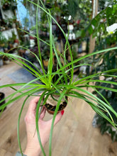 Kép betöltése a galériamegjelenítőbe: Beaucarnea or Nolina recurvata - Ponytail palm - Közönséges elefántláb

