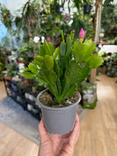 Kép betöltése a galériamegjelenítőbe: Schlumbergera bridgesii - Karácsonyi kaktusz - Christmas cactus
