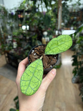 Kép betöltése a galériamegjelenítőbe: Hoya finlaysonii round leaf - Saját szaporítás
