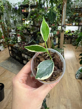 Kép betöltése a galériamegjelenítőbe: Hoya polyneura albomarginata - Saját szaporítás
