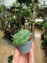 Kép betöltése a galériamegjelenítőbe: Hoya piestolepis - Saját szaporítás
