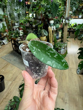 Kép betöltése a galériamegjelenítőbe: Hoya phuwuaensis - Saját szaporítás
