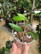 Kép betöltése a galériamegjelenítőbe: Hoya "Noona" yellow - Saját szaporítás
