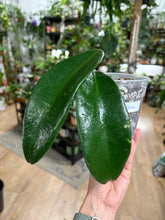 Kép betöltése a galériamegjelenítőbe: Hoya meliflua - Saját szaporítás
