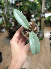 Kép betöltése a galériamegjelenítőbe: Hoya carnosa "Wilbur graves" silver - Saját szaporítás
