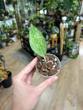 Kép betöltése a galériamegjelenítőbe: Hoya icensis splash - Saját szaporítás
