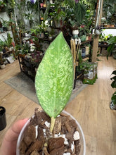 Kép betöltése a galériamegjelenítőbe: Hoya icensis splash - Saját szaporítás
