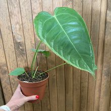 Kép betöltése a galériamegjelenítőbe: Anthurium veitchii 1.
