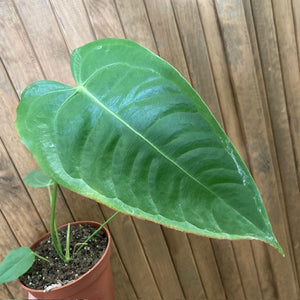 Anthurium veitchii 1.