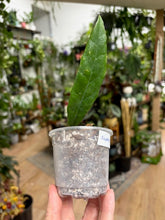 Kép betöltése a galériamegjelenítőbe: Hoya sulawesiana - Saját szaporítás
