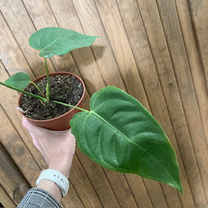 Anthurium veitchii 1.