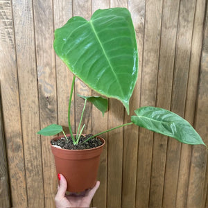 Anthurium veitchii 1.