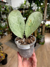 Kép betöltése a galériamegjelenítőbe: Hoya Michele silver- Saját szaporítás
