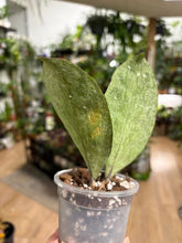 Kép betöltése a galériamegjelenítőbe: Hoya Michele silver- Saját szaporítás
