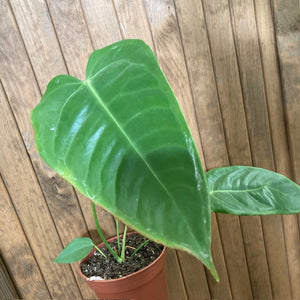 Anthurium veitchii 1.