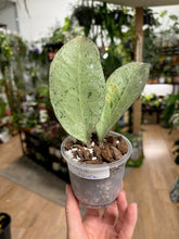 Kép betöltése a galériamegjelenítőbe: Hoya Michele silver- Saját szaporítás
