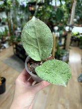 Kép betöltése a galériamegjelenítőbe: Hoya Michele silver- Saját szaporítás
