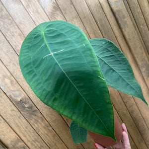 Anthurium peltigerum 1.