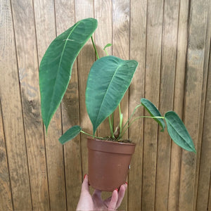 Anthurium peltigerum 1.