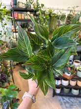 Kép betöltése a galériamegjelenítőbe: Aglaonema "Red Vein" 12cm - Rákvirág

