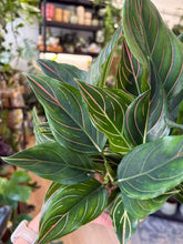 Kép betöltése a galériamegjelenítőbe: Aglaonema "Red Vein" 12cm - Rákvirág
