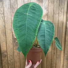 Kép betöltése a galériamegjelenítőbe: Anthurium peltigerum 1.
