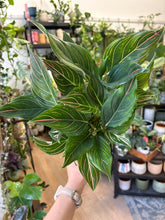 Kép betöltése a galériamegjelenítőbe: Aglaonema "Red Vein" 12cm - Rákvirág
